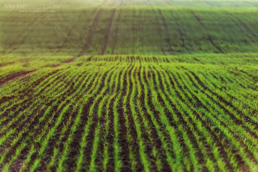 Field02