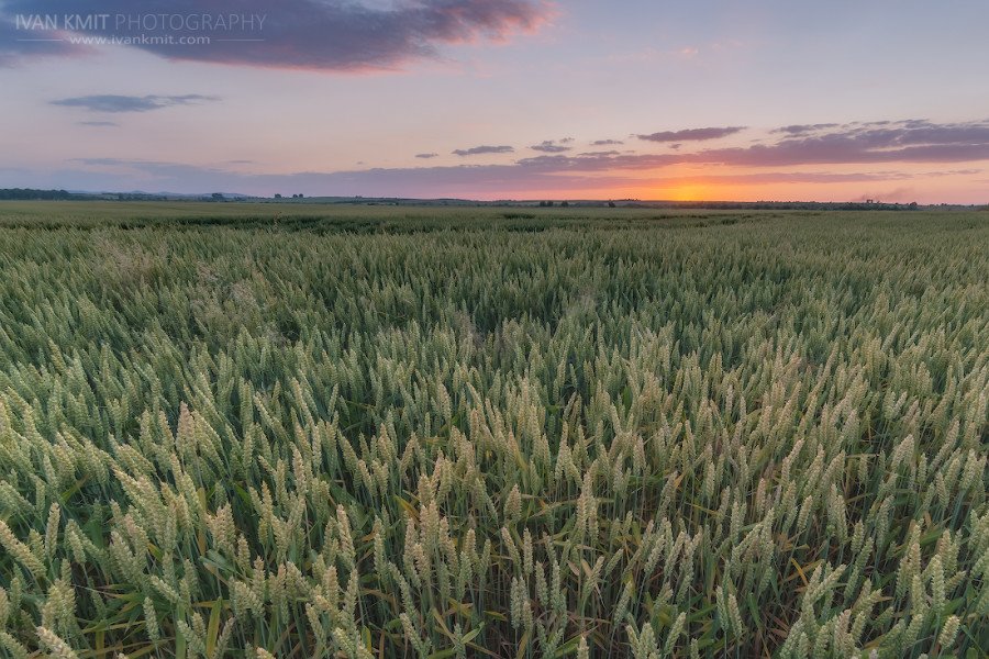 Field04